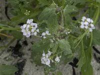 Image result for Chlorophytum angustissimum