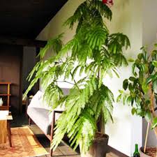 観葉植物エバーフレッシュの育て方 対処法と花言葉 ひとはなノート