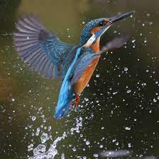 Maybe you would like to learn more about one of these? All About The Kingfisher Gardenbird