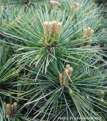 Image result for Pinus strobus