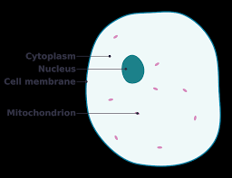 Mitochondria, ribosomes, endoplasmic reticulum, golgi apparatus, lysosomes intermediate filaments, microfilaments microtubules, vesicles. Simple Diagram Of Animal Cell Clipart Free Download Transparent Png Creazilla