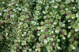 The elephant food plant can be grown in full sun in phoenix or tucson and therefore is an. Is Your Elephant Bush Losing Leaves Here S Why Unusualseeds