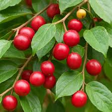 Image result for Flacourtia