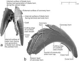 It won't be long before the outer sheath you trimmed is shed. The Structure Of The Cornified Claw Sheath In The Domesticated Cat Felis Catus Implications For The Claw Shedding Mechanism And The Evolution Of Cornified Digital End Organs Homberger 2009 Journal