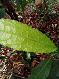 Image result for Rinorea elliptica