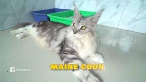 Gagahnya Maine Coon Kucing Besar Berhati Lembut Tau Gak Sih 23 07 20 Youtube