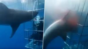 An unidentified woman was swimming about half a mile off margaree island, novia scotia. Shark Attack Latest News Information Updated On September 08 2020 Articles Updates On Shark Attack Photos Videos Latestly