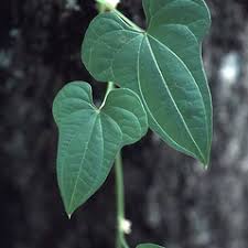 Image result for Polystachya hastata