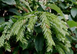 Image result for Flemingia strobilifera
