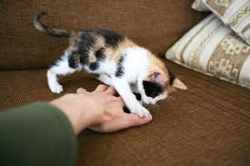 Check spelling or type a new query. Wah Ternyata Ini 7 Hal Yang Membuat Kucing Pergi Dari Rumah Semua Halaman Bobo