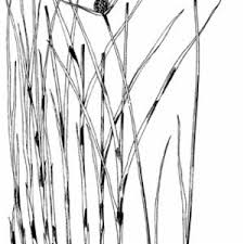 Image result for Kyllinga erecta