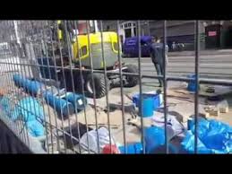 Insana Saygi Nedir Kaybeden Trabzondur Animals Parrot Bird