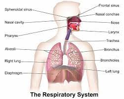Organ System Definition And Examples Biology Dictionary