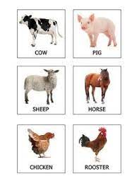 realia photo animal flash cards farm free flashcards animals preschool regular verbs pdf