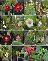 Image result for Clusiaceae
