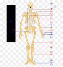 Human Skeleton Human Body Diagram Physiology Human Bones Label Human Anatomy Png Pngwing