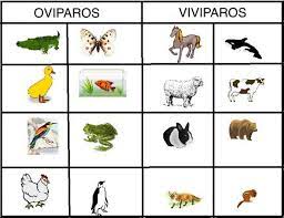Ejemplos De Animales Oviparos Para Ninos Oviparous Animals Oviparous Animals Preschool Oviparous Animals Kindergarten