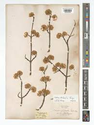 Image result for Haumaniastrum coriaceum