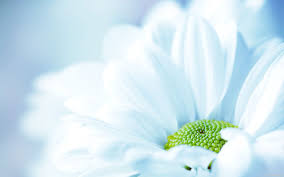 We did not find results for: Blue Flower Wallpapers 4k Hd Blue Flower Backgrounds On Wallpaperbat