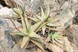 Image result for Aloe plowesii
