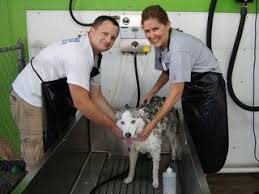 Please select petrescue id pet name group article. Pin On About Our Group