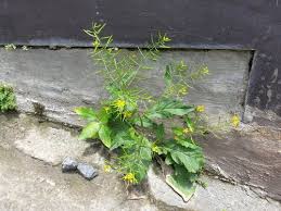 Image result for Rorippa