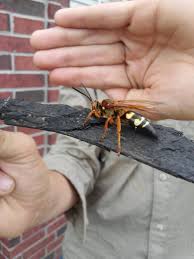 Tacua speciosa ( giant colorful cicada ) from borneofacebook: Giant Cicada Killer I Found Today Pics