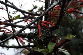 Image result for Agelanthus fuellebornii