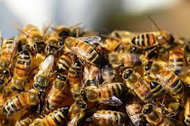 Read writing from bees removal perth on medium. Wasp And Bee Removal Perth Allpest