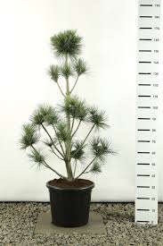 Pinus flexilis 'vanderwolf's pyramid' makes a dramatic specimen tree or an effective screen or small grouping in large garden beds and borders. Pinus Flexilis Vanderwolfs Pyramid Multiplateau Gesamthohe 150 170 Cm Mypalmshop