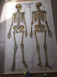 Vintage American Frohse Anatomical Wall Chart Skeletal