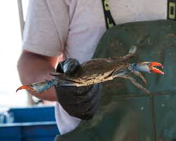 921 gulf shores parkway gulf shores, al 36542 (across from waterville) order by phone: Ask A Chef How Does Alabama Blue Crab Compare To Other Species Eat Alabama Seafood