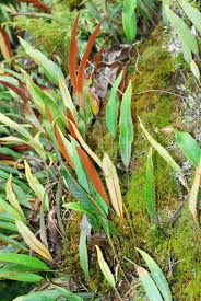 Image result for Elaphoglossum acrostichoides