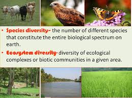 Totality Of Genes Species And Ecosystems Of A Region Genetic Diversity Variation Of Genes Within Species Definition Ppt Download