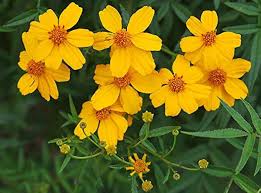 Image result for tagetes)