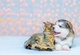 Et non par la lettre q (suivante après la lettre p de 2019) et qui . 2021 L Annee Du S