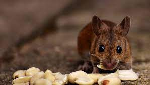 939 e union st, pasadena, ca 91106 map & directions. Hiring A Professional Mice Exterminators Or Doing It Yourself