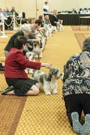 Petit Basset Griffon Vendeen Dog Breed Information Basset Dog Breeds Dogs