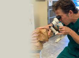 Free radicals created by oxidative stress readily damage the delicate tissues of the eye. Animal Eye Care Nc Animal Eye Care Associates