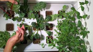 It is wonderful for those that live in apartments or don't have a yard for a garden, but also for getting completely fresh produce even in the cold winter months. Tour Of My Indoor Garden Ikea Vaxer Bookstandgarden Com Youtube