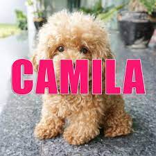 20 Ideas De Nombres Para Perros Que Te Ayudaran A Elegir El Mejor Para Tu Mascota Nombres De Perros Nombres Bonitos Para Perros Nombres Para Mascotas