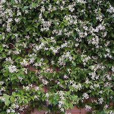 Is star jasmine fast growing. Star Jasmine Trachelospermum Jasminoides Yougarden