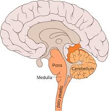 It is the most complex organ in a vertebrate's body. The Hindbrain Queensland Brain Institute University Of Queensland