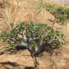 Image result for Dierama densiflorum