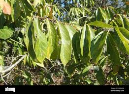 Image result for Bridelia micrantha