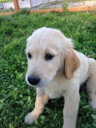 Puppy has shots and dewormed mom and dad are both akc ready for a good home is a english cream retriever we do ship out located neat fort wayne in call or text jonas 260. Akc English Cream Golden Retriever Puppies For Sale In Napavine Washington Classified Americanlisted Com