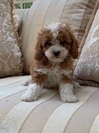 When you adopt one of our beautiful cavapoo or cavapoochon puppies, you are adopting from a breeder who looks forward to a relationship with you for many years. Cavapoochon Raffles Cockapoos