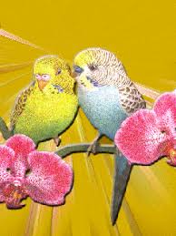 Download free love birds mobile wallpaper contributed by charliehottey, love birds mobile wallpaper is uploaded in. Animated Gif Love Birds Love Birds Bird Gif Beautiful Birds