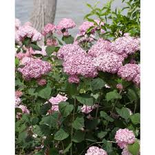 We did not find results for: Proven Winners 1 Gal Incrediball Blush Smooth Hydrangea Live Shrub Light Pink Flowers Hydprc1146101 The Home Depot Smooth Hydrangea Hydrangea Arborescens Incrediball Hydrangea