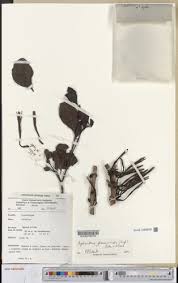 Image result for Agelanthus unyorensis